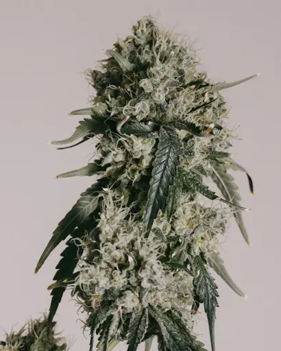 Cherry Pie Seeds