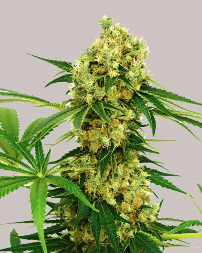 Chocolope Seeds