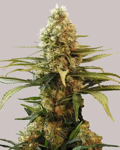 Chronic Widow Seeds