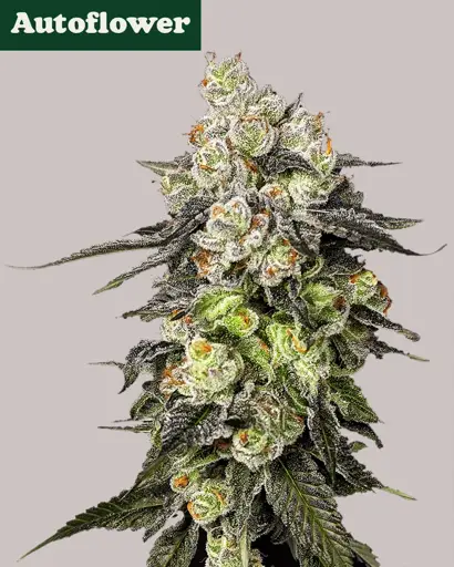 Cookie Dough Glue Autoflower Seeds