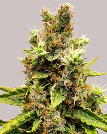 Cookies and Cream Seeds