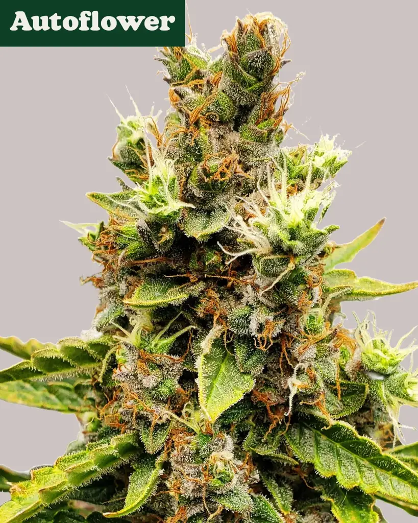 Cookies and Cream Autoflower Seeds