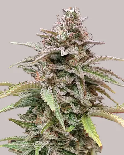 Critical Mass Seeds