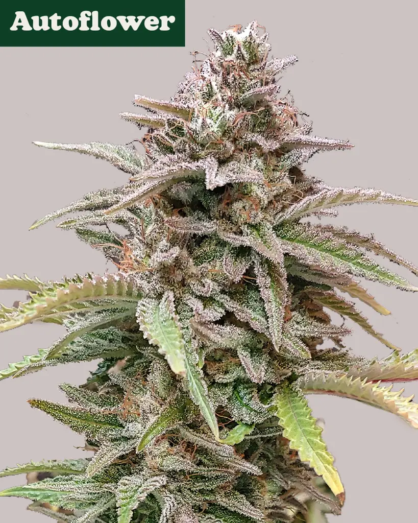 Critical Mass CBD Autoflower Seeds