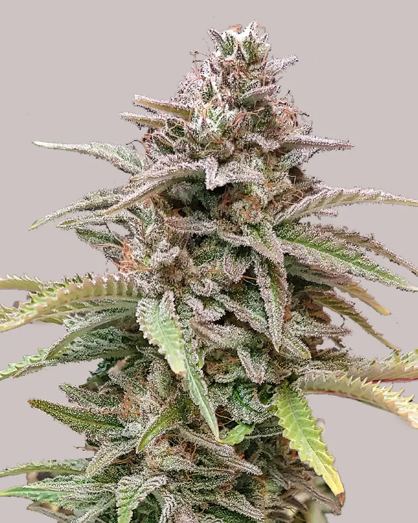 Crystal Feminized Seeds