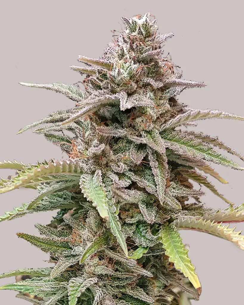 Critical Mass CBD Seeds