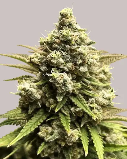 Crystal Seeds