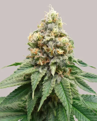 Disco Bizkit Seeds