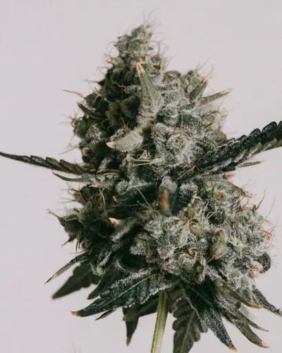 Do-si-dos Seeds