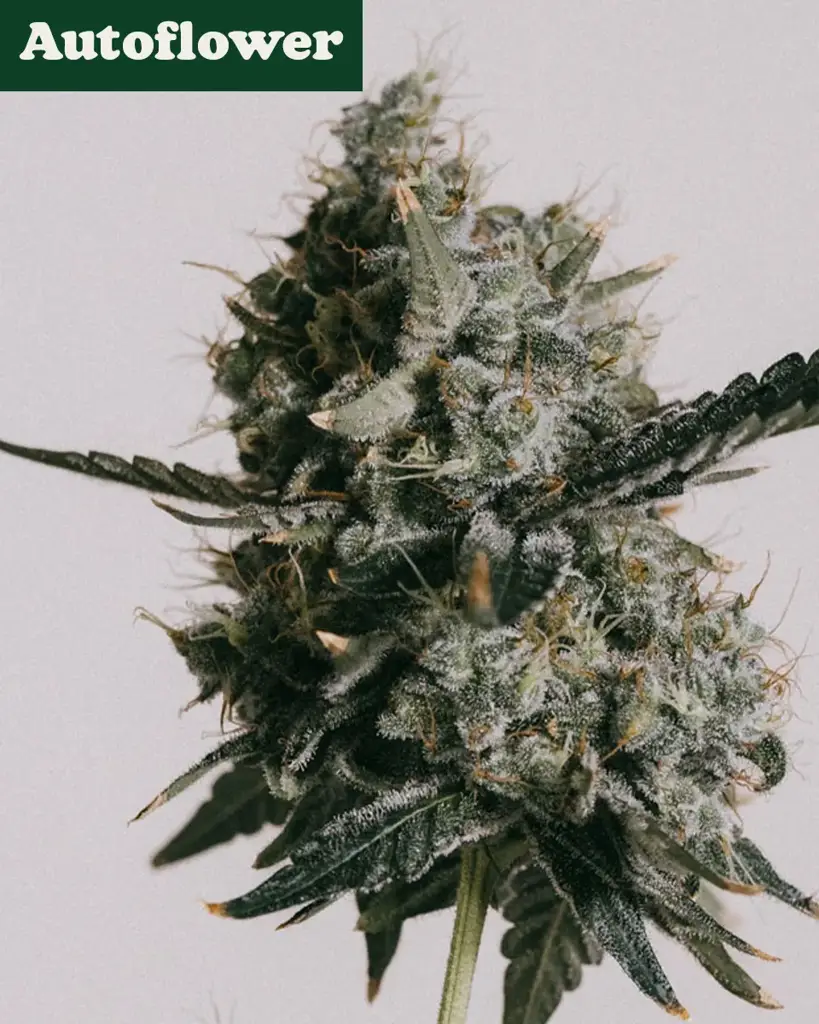 Do-si-dos Autoflower Seeds