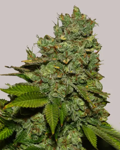 Do-si-dos Feminized Seeds