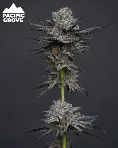 Double Truffle Seeds