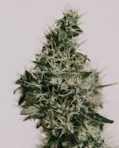 Durban Poison Seeds
