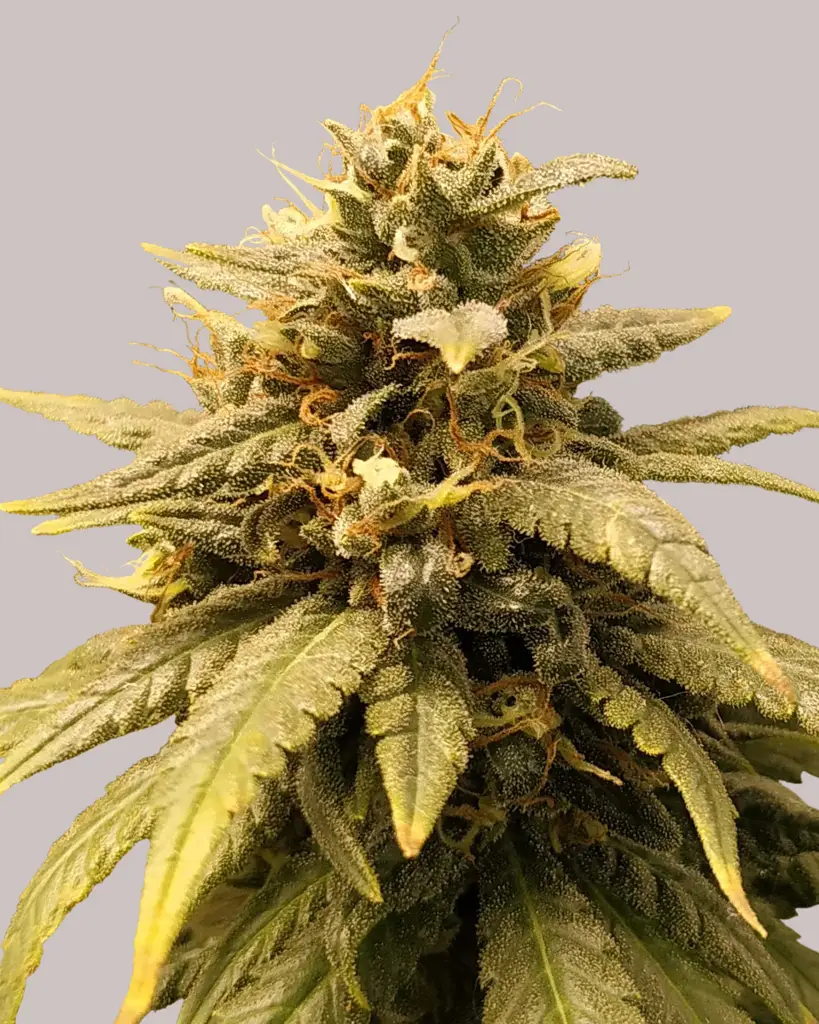 Durban Poison Feminized Seeds