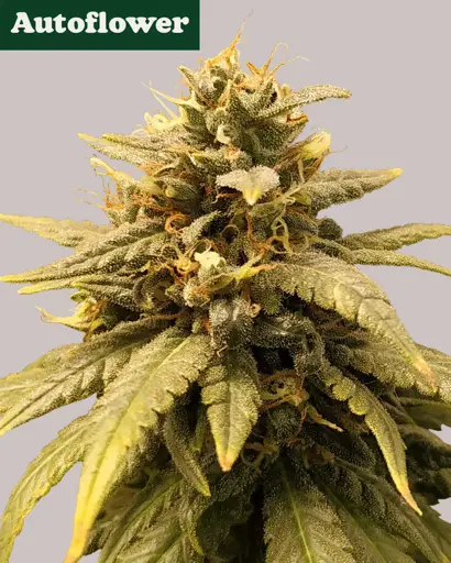 Durban Poison Autoflower Seeds