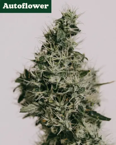 Durban Poison Autoflower Seeds