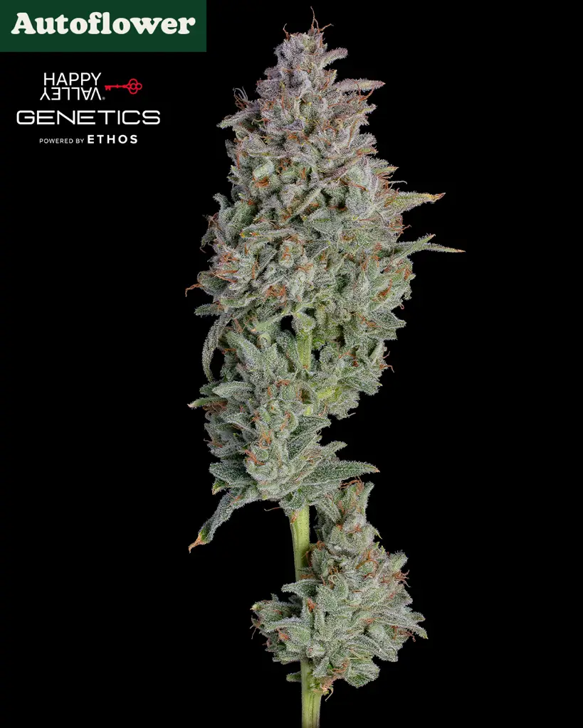 Easy Button Autoflower Seeds