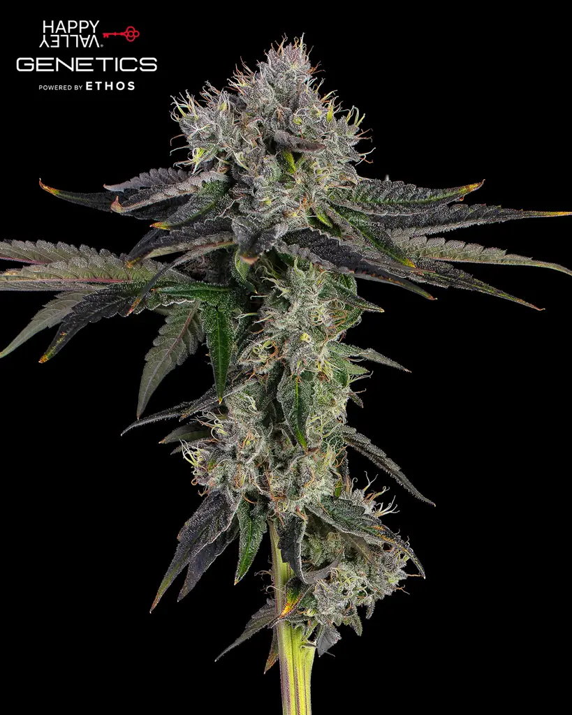 End Game #3 S1 Feminized Seeds