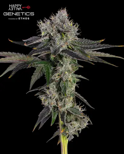 End Game #3 S1 Feminized Seeds