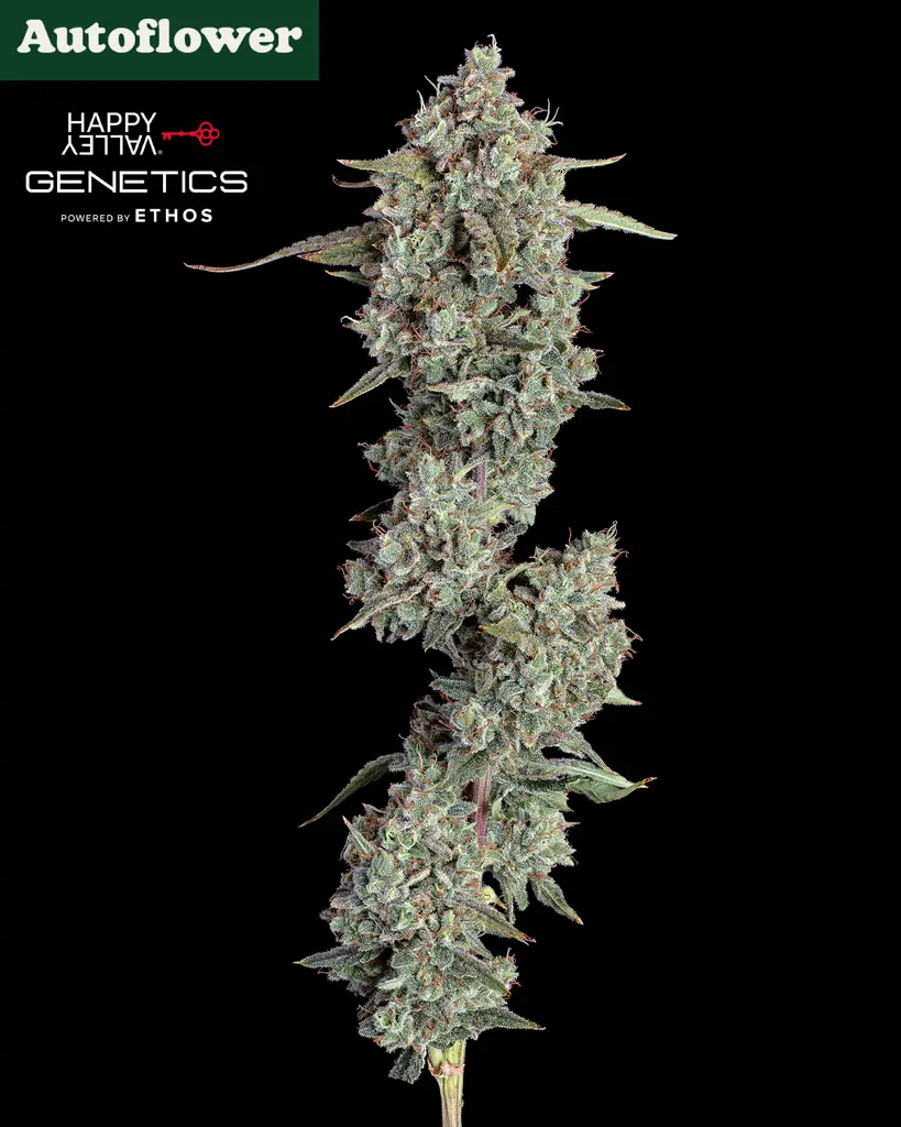 Everglades OG Autoflower Seeds