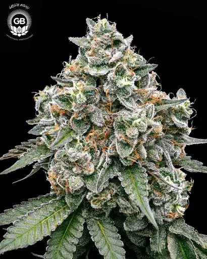 Frosted Pie Seeds