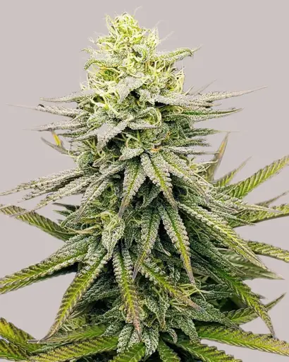Fruity Pebbles Seeds