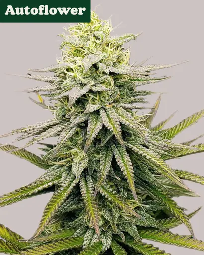 Fruity Pebbles Autoflower Seeds