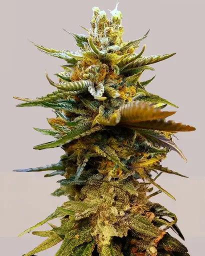 G13 Feminized Seeds