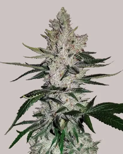 GG4 Feminized Seeds