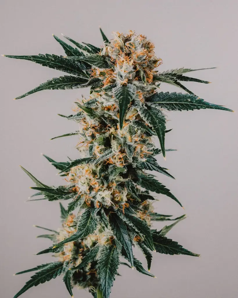 GG4 Seeds