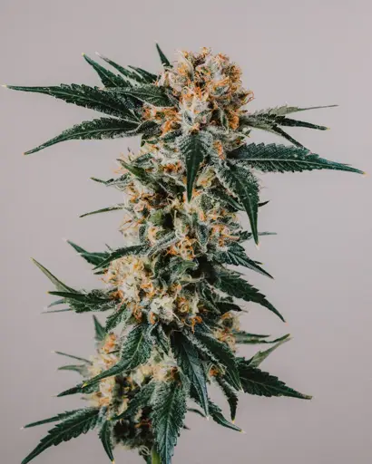 GG4 Seeds