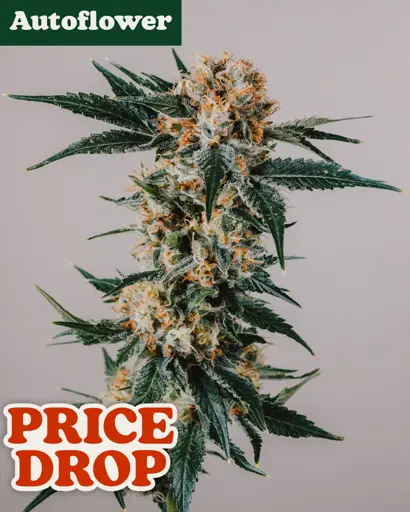 GG4 Autoflower Seeds