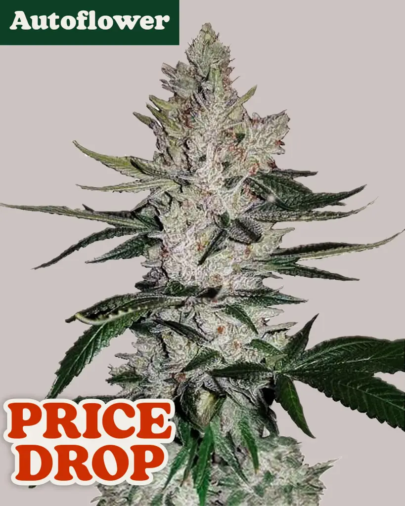 GG4 Autoflower Seeds