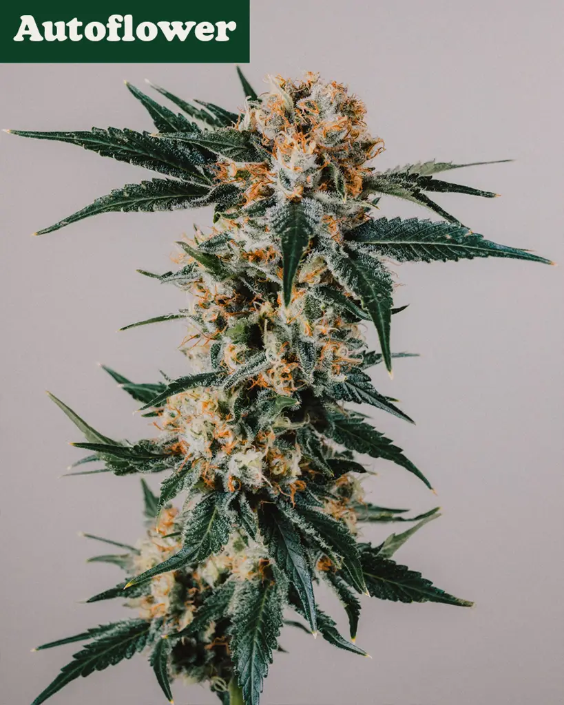 GG4 Autoflower Seeds
