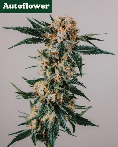 GG4 Autoflower Seeds