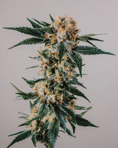 GG4 Feminized Seeds
