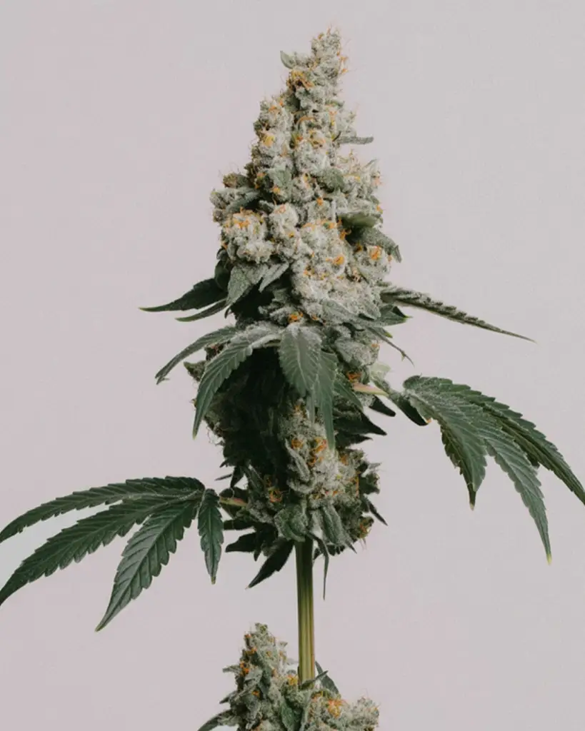 GMO Cookies Feminized Seeds