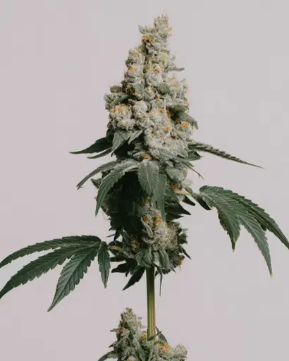 GMO Cookies Feminized Seeds