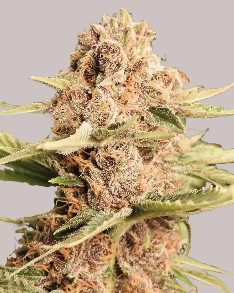 Girl Scout Cookies Extreme Seeds