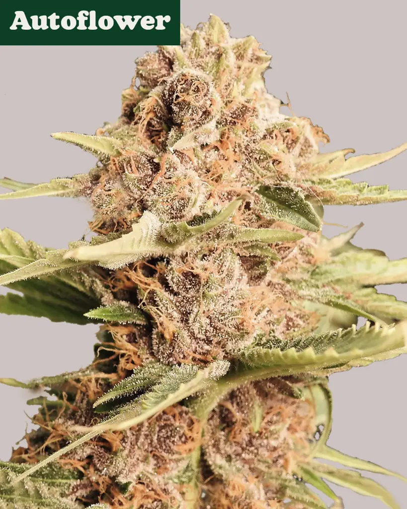 Girl Scout Cookies Extreme Autoflower Seeds