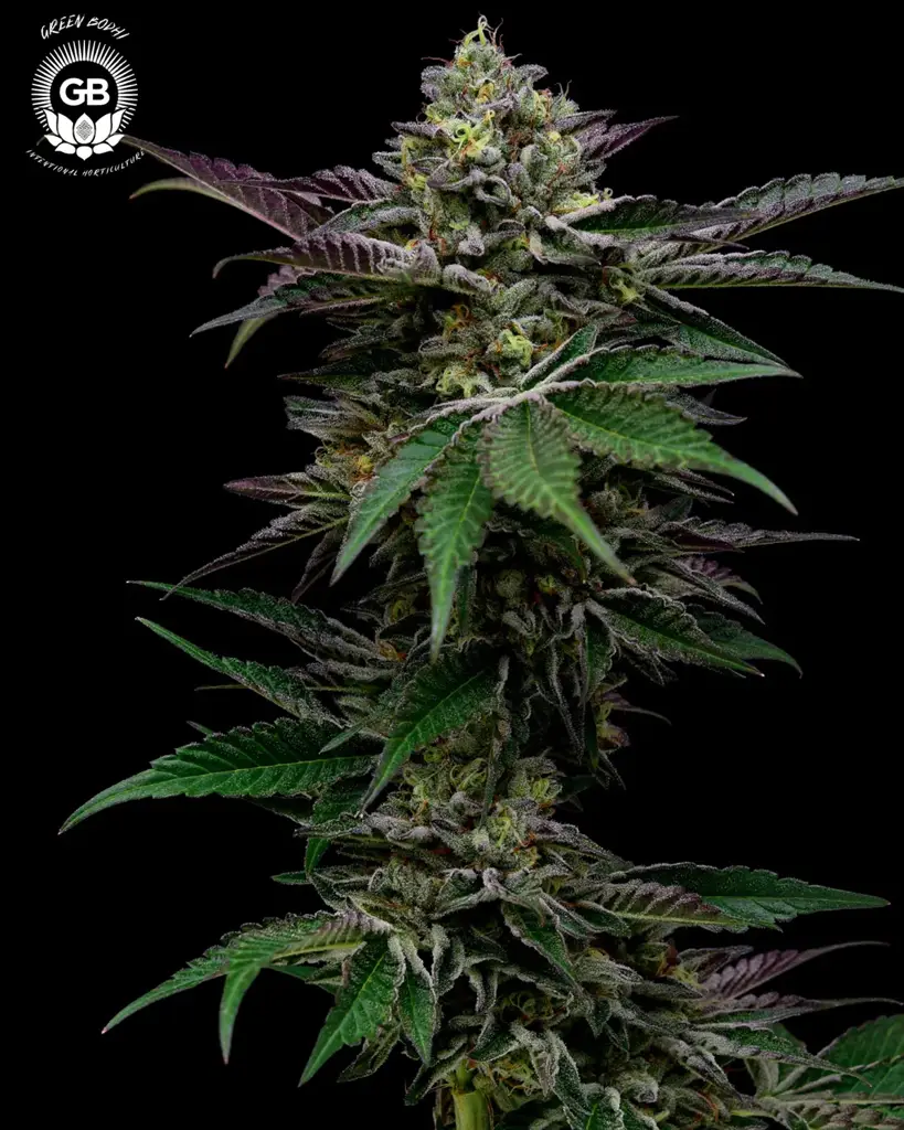 GelBanger Seeds