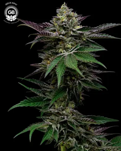 GelBanger Seeds