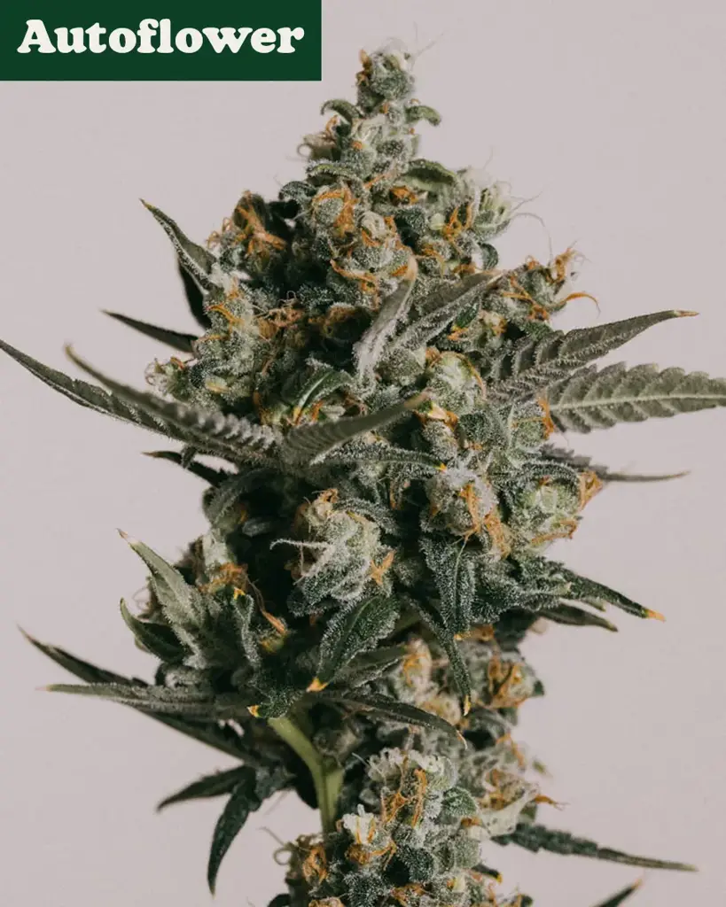 Gelato Autoflower Seeds