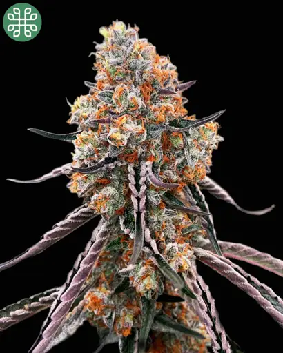 Gelato Sunrise Seeds
