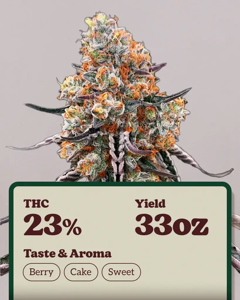 Buy Gelato Sunrise Seeds | Germination Guarantee | ILGM