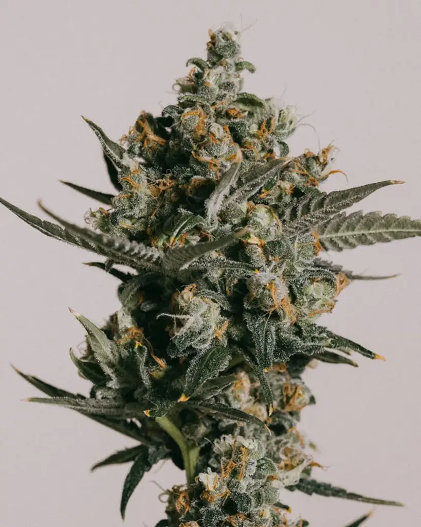 Gelato Seeds
