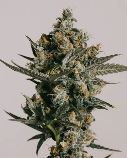 Gelato Seeds