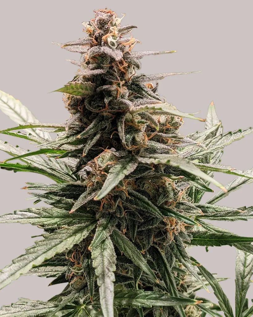 Godfather OG Feminized Seeds