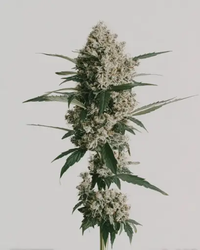 Godfather OG Feminized Seeds