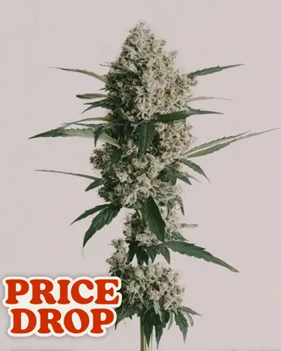Godfather OG Feminized Seeds